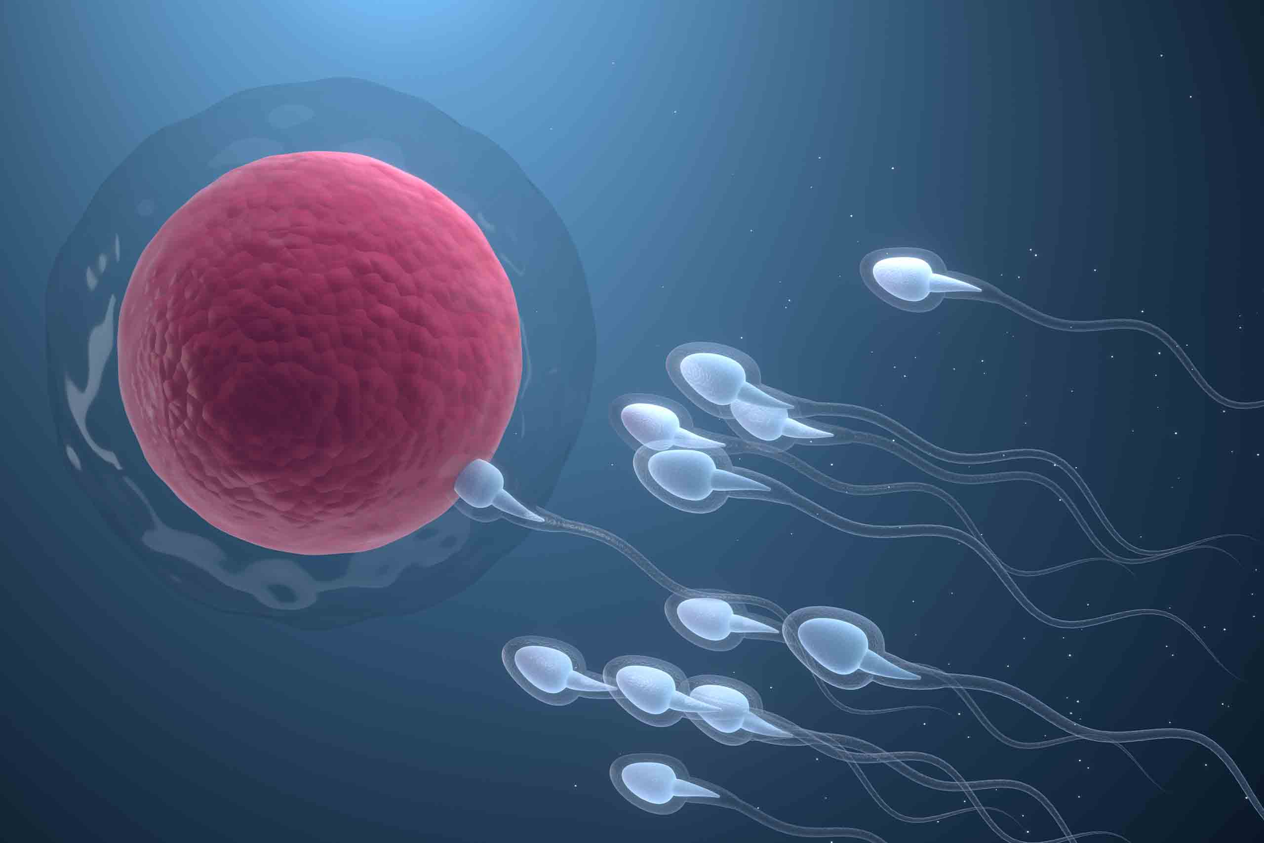 ശുക്ലത്തിൽ ബീജാണുക്കൾ ഇല്ലാത്ത ഒരാളിൽ FSH കൂടുതൽ ആണെങ്കിൽ വൃഷണത്തിൽ ബീജോൽപ്പാദനം ഇല്ല എന്ന് 100% സ്ഥിതീകരിക്കാമോ?